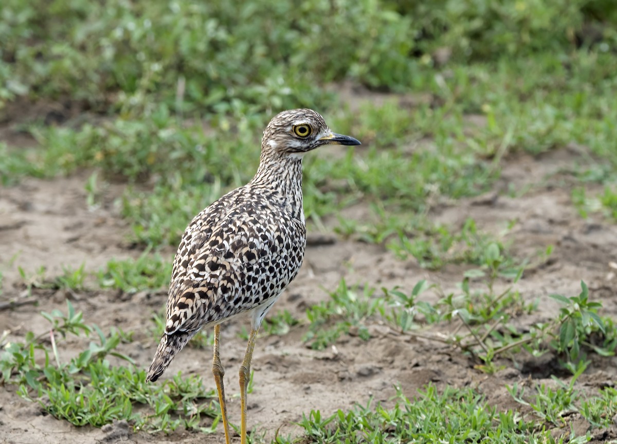 Spotted Thick-knee - ML619132071