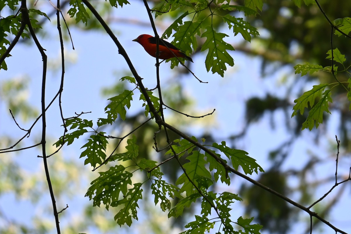 Scarlet Tanager - ML619132082