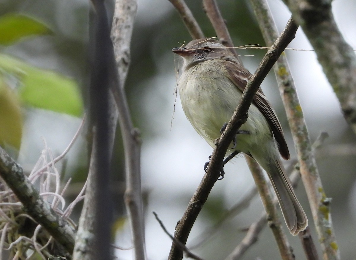 Northern Mouse-colored Tyrannulet - ML619132106