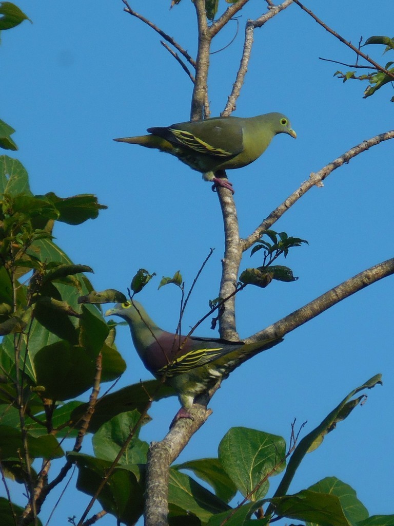 Gray-cheeked Green-Pigeon - ML619132144