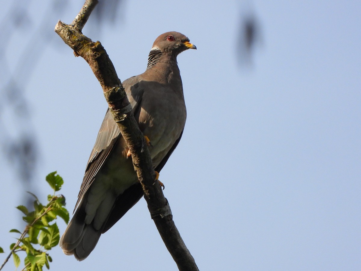 Band-tailed Pigeon - ML619132150