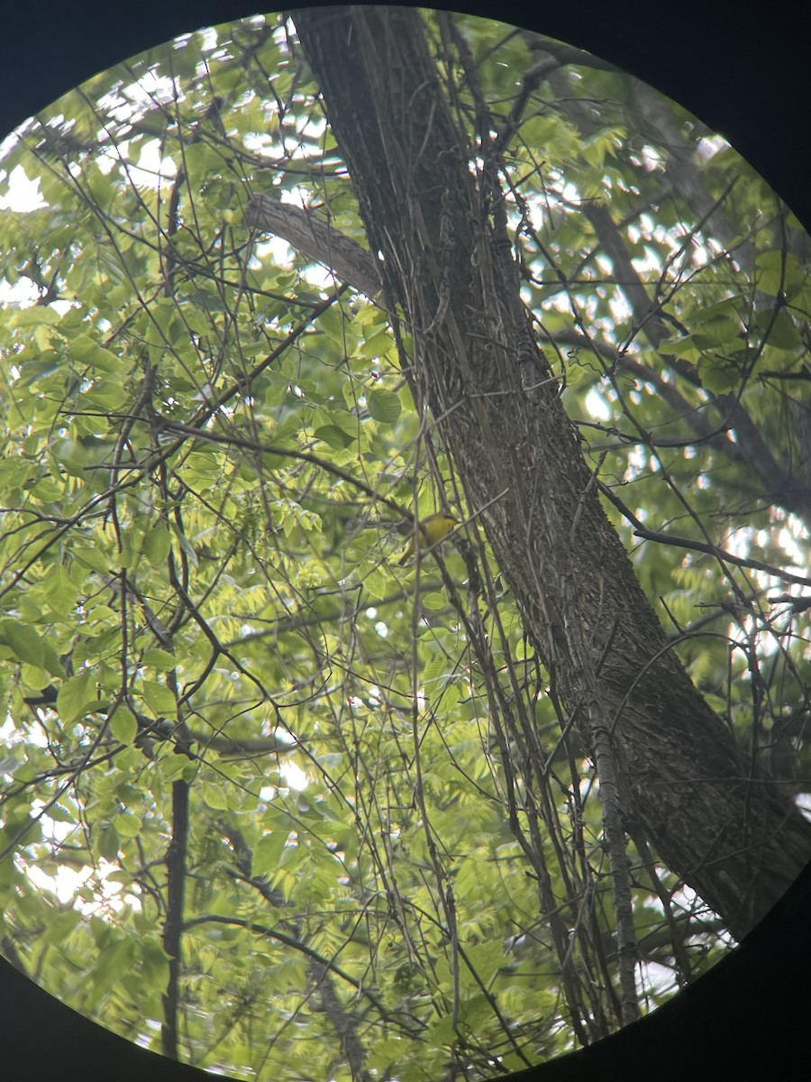 Kentucky Warbler - ML619132198