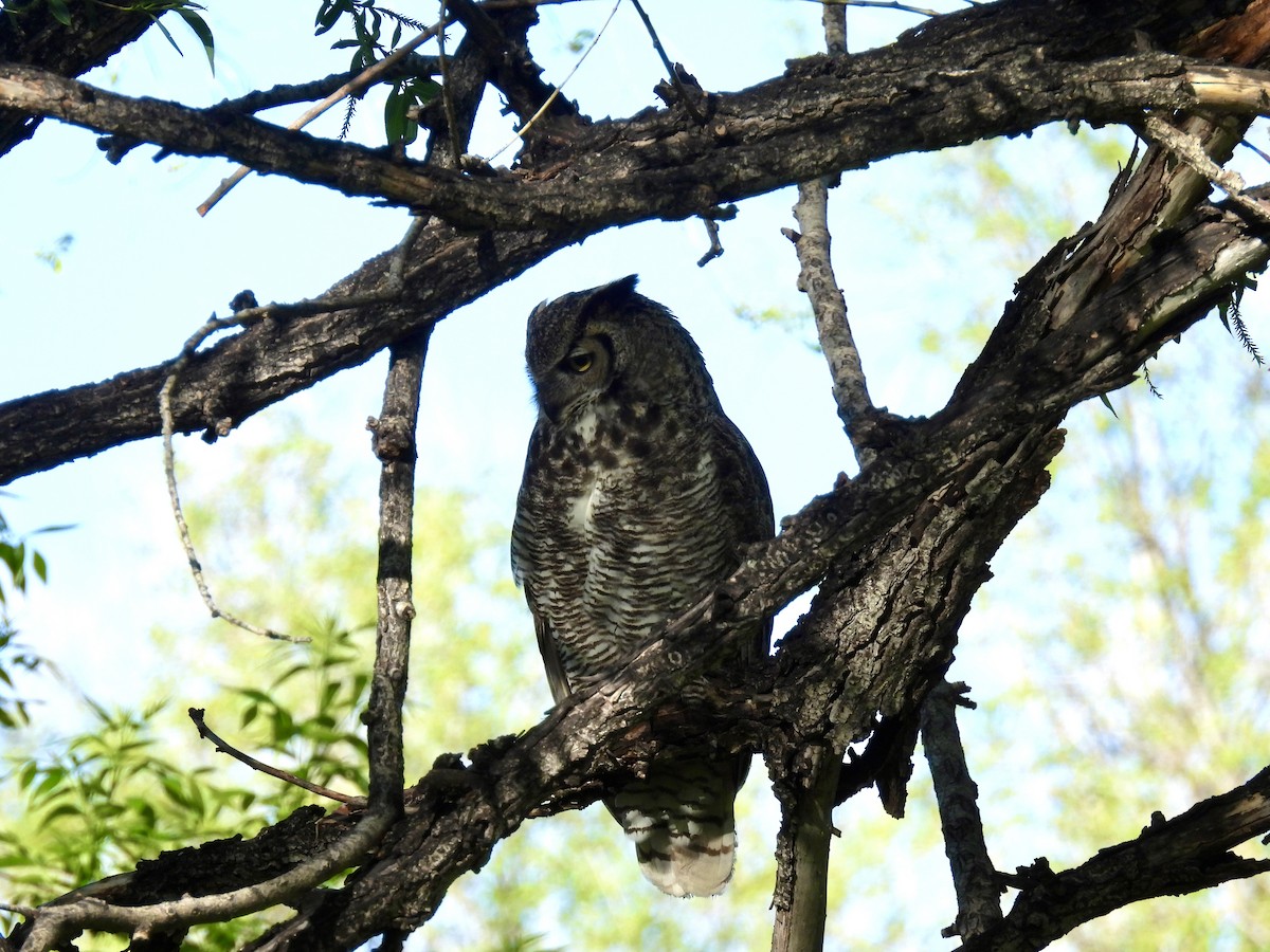 Great Horned Owl - ML619132202