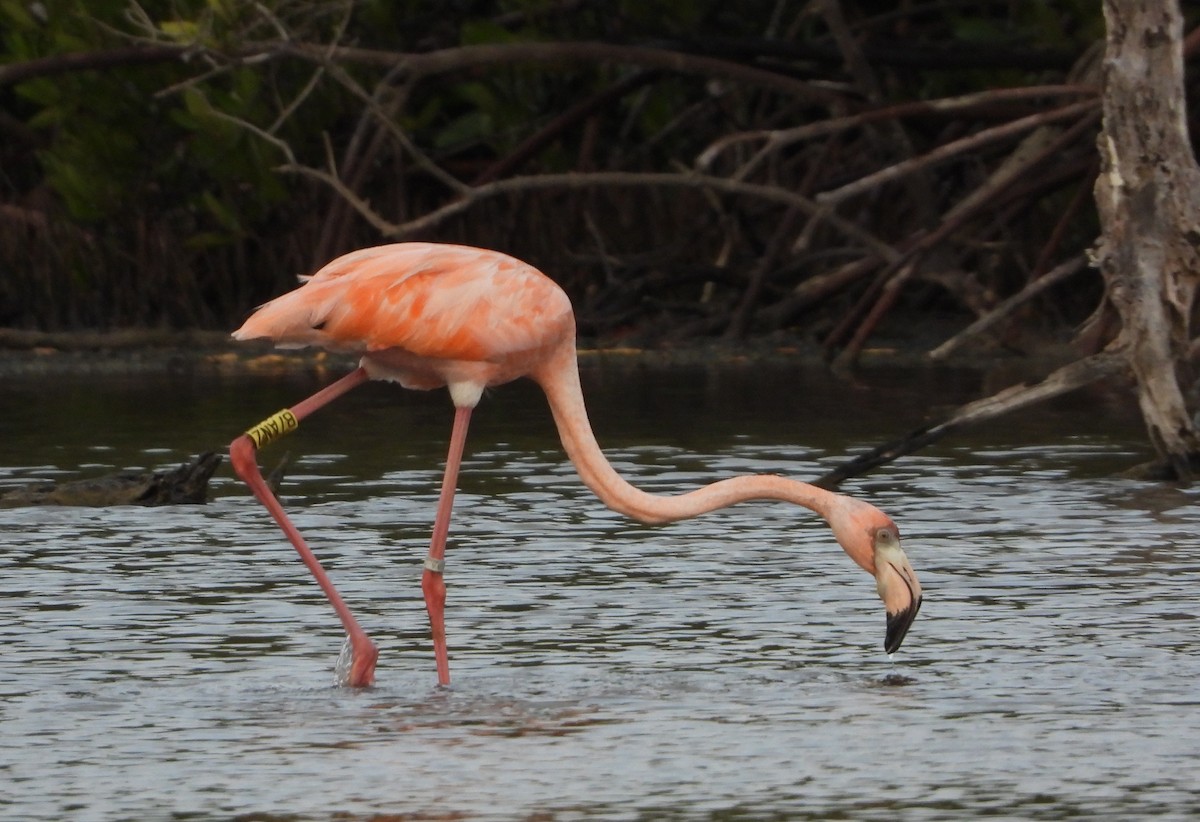 Amerika Flamingosu - ML619132257