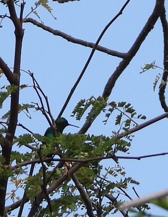 kolibřík modroocasý - ML619132278
