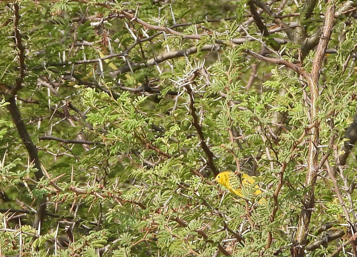Yellow Warbler - ML619132390