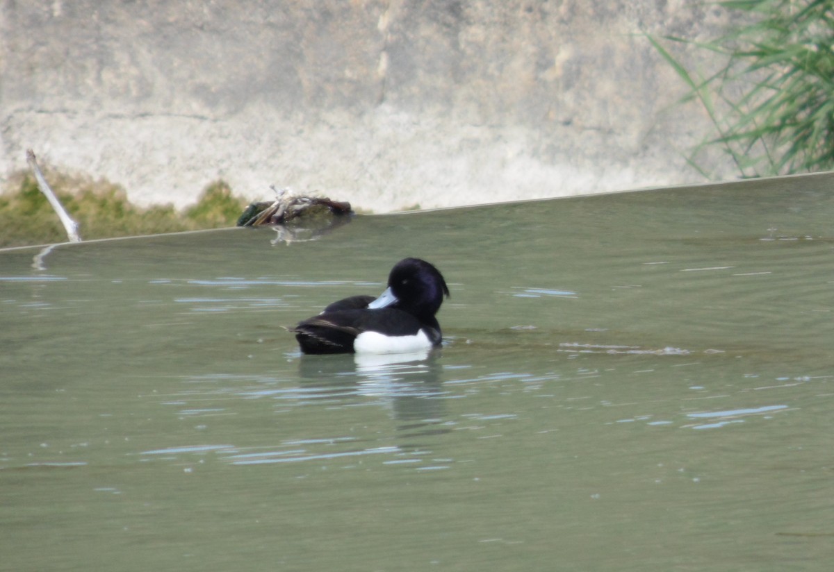 Tufted Duck - ML619132484