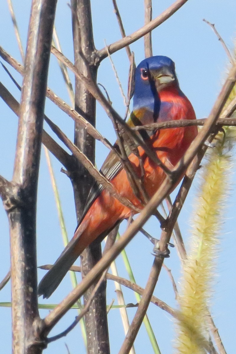 Painted Bunting - ML619132530