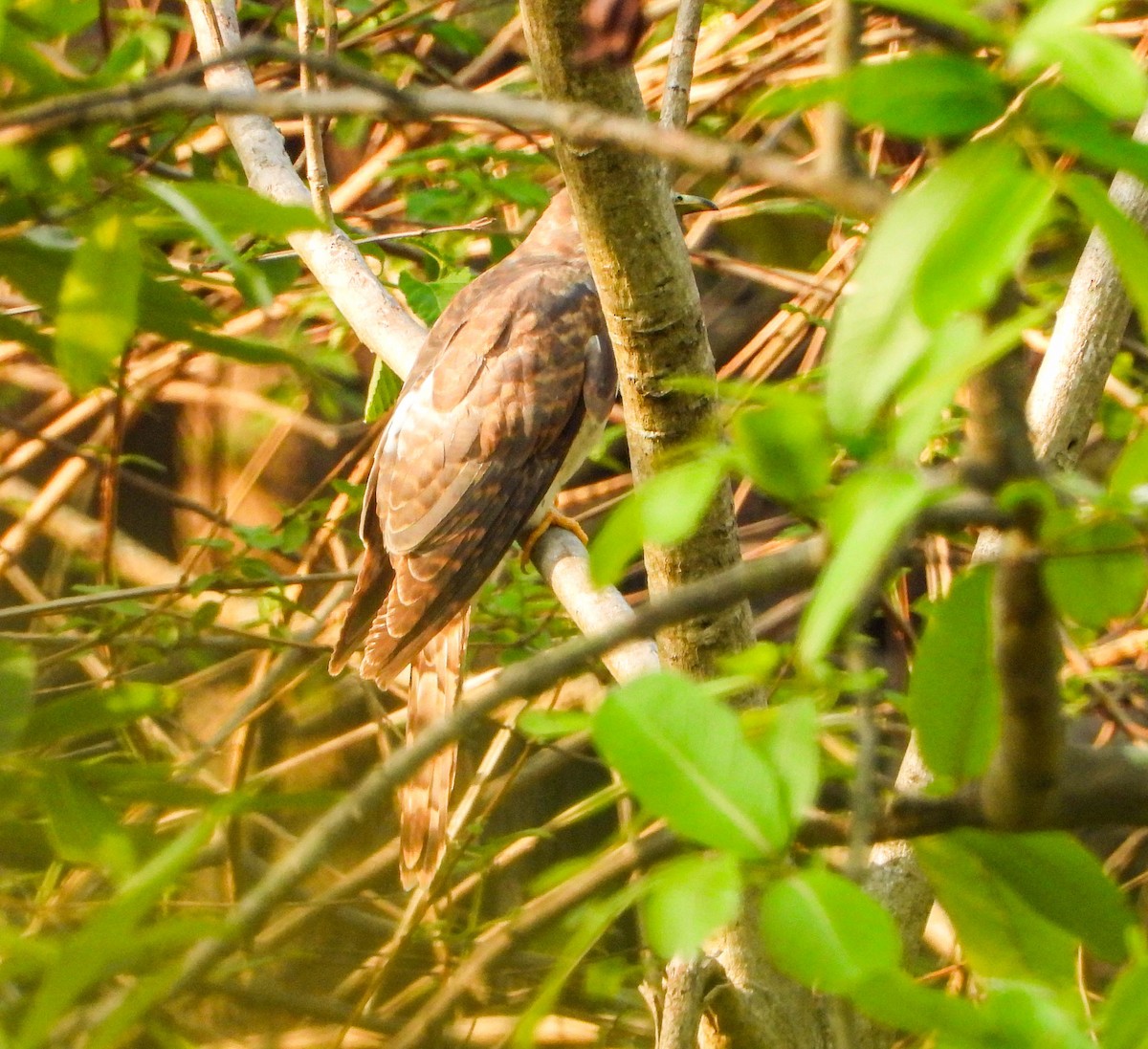 Common Hawk-Cuckoo - ML619132534