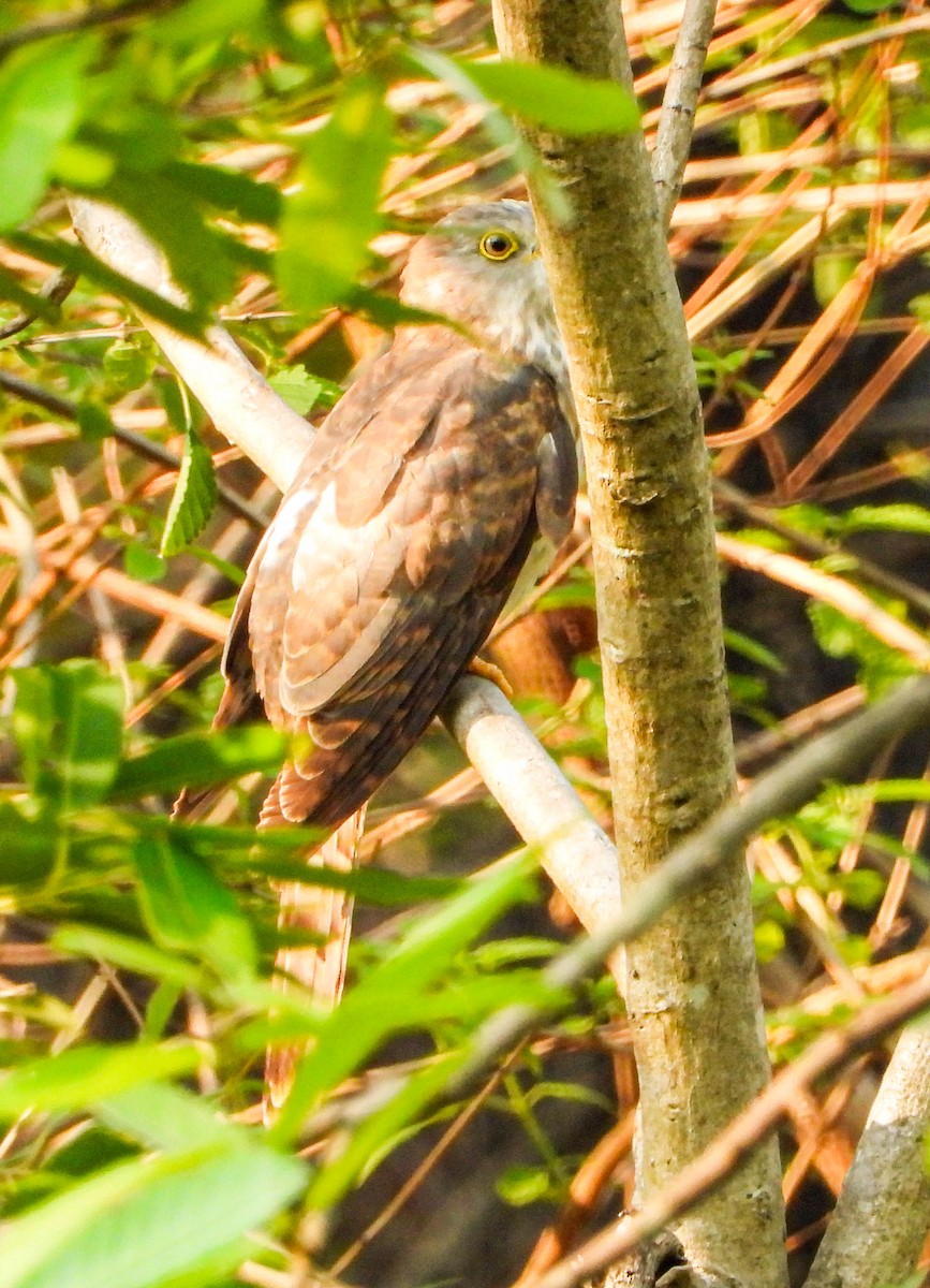 Common Hawk-Cuckoo - ML619132535