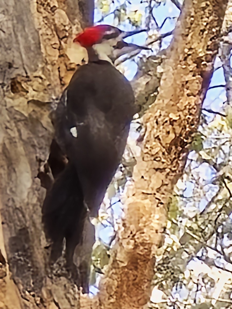 Pileated Woodpecker - ML619132545