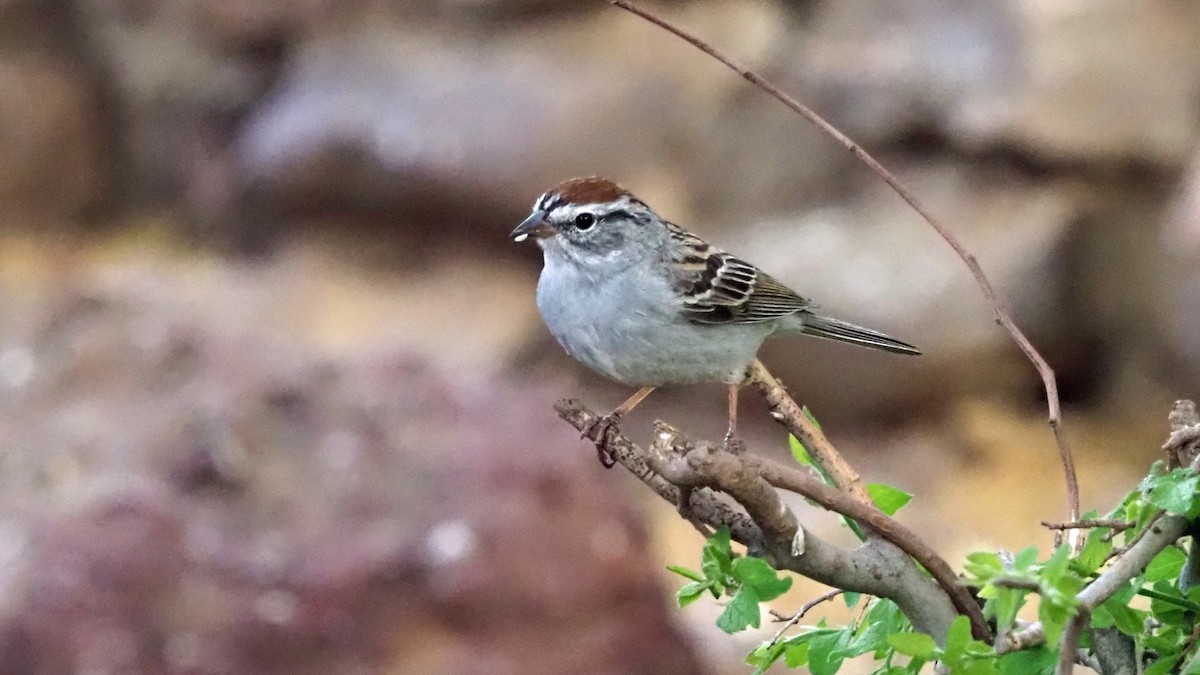 Chipping Sparrow - ML619132552
