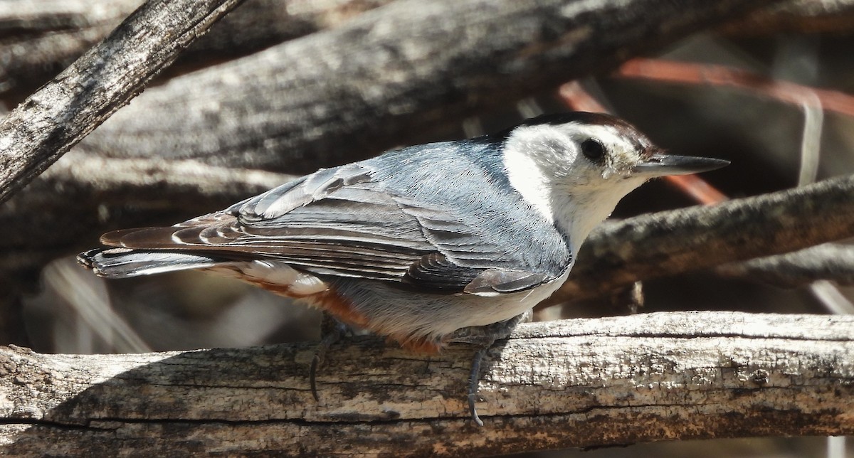 White-breasted Nuthatch - ML619132579