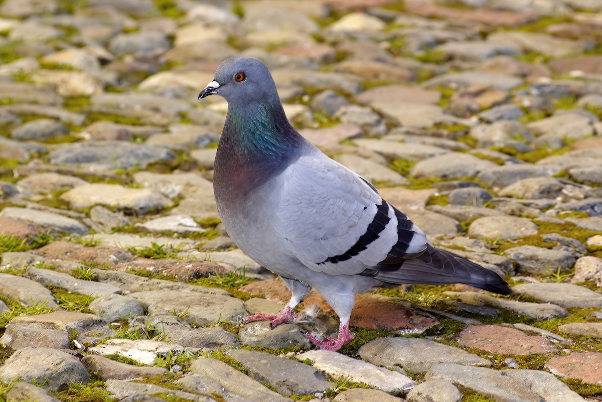 Rock Pigeon (Feral Pigeon) - ML619132619