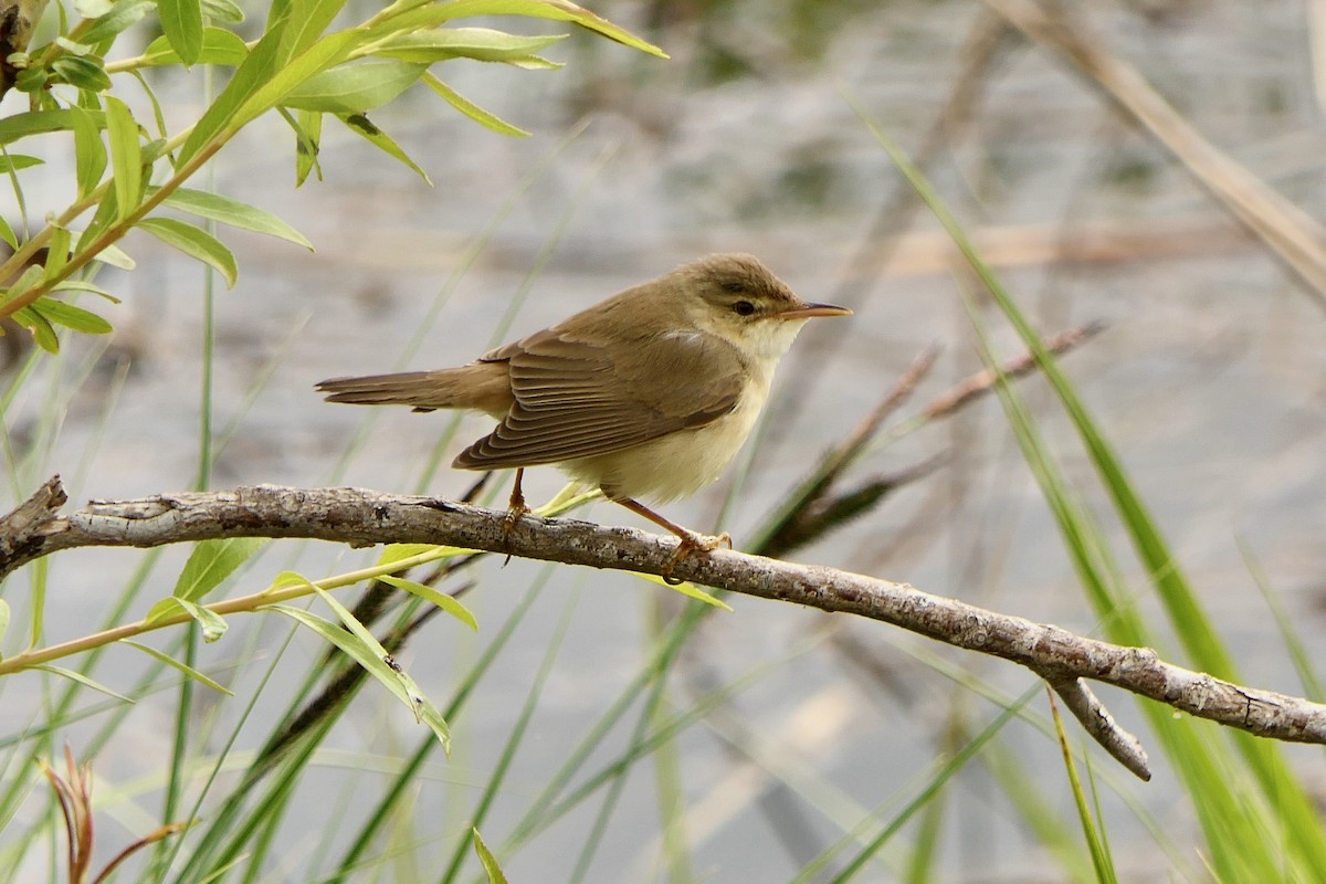 Common Reed Warbler - ML619132635