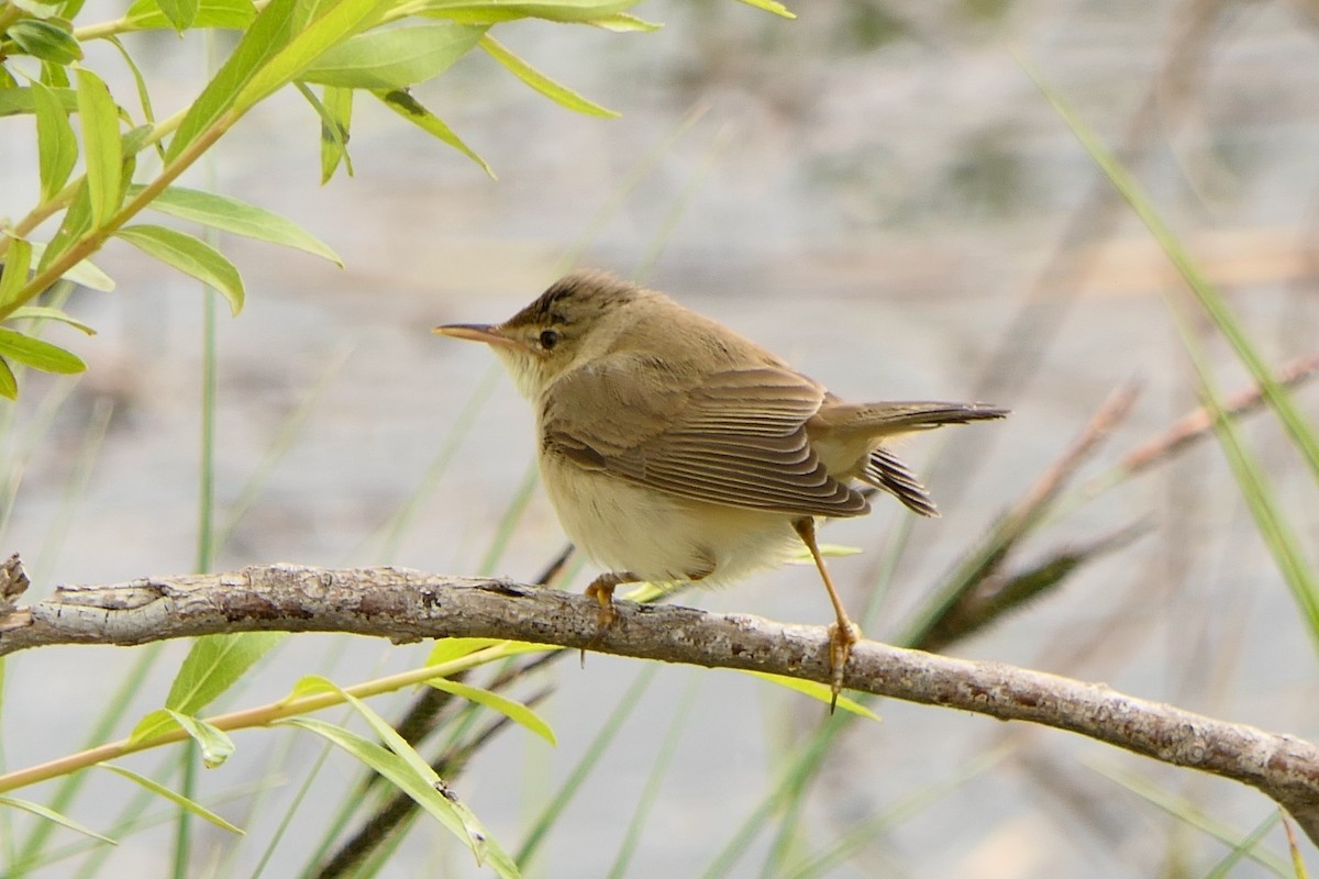 Common Reed Warbler - ML619132636