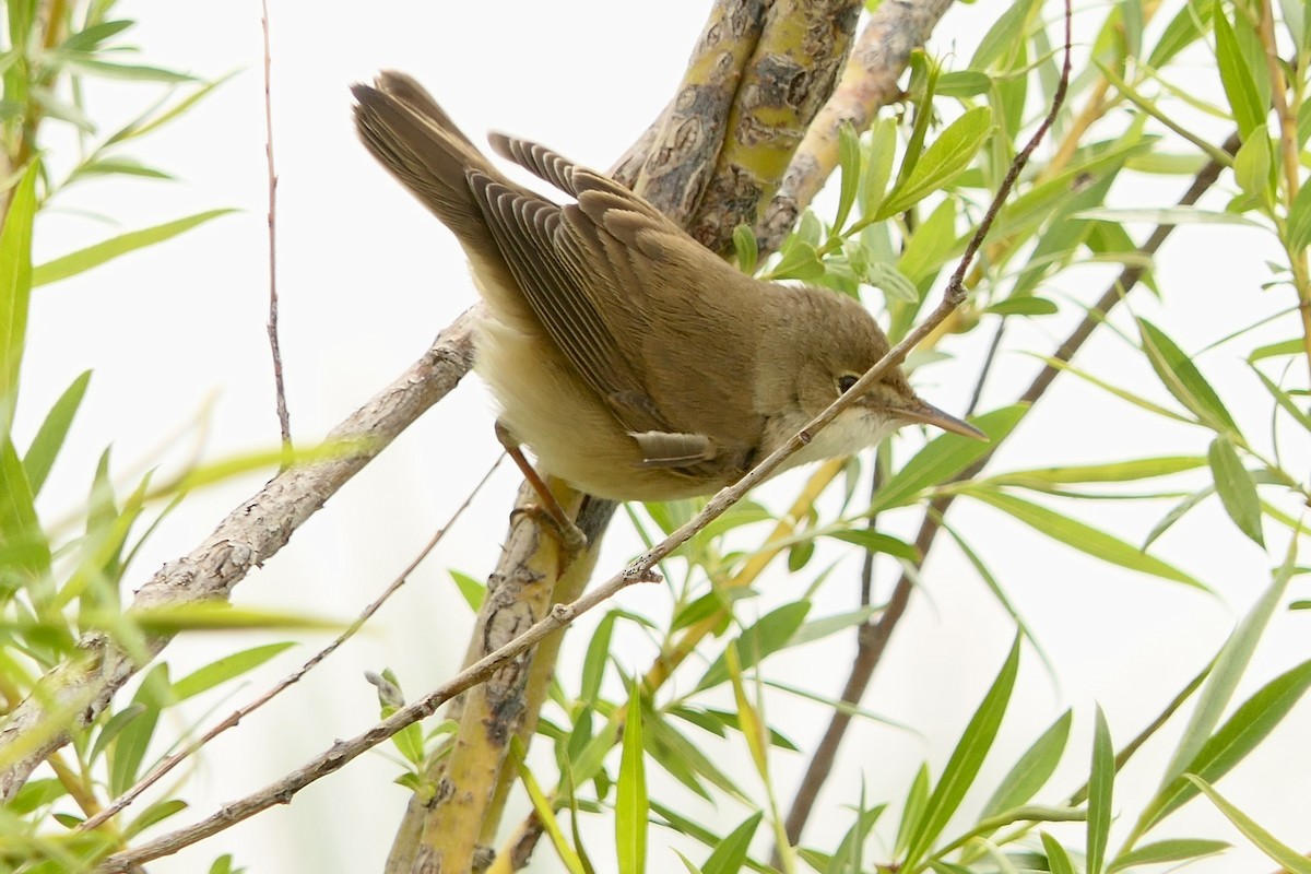 Common Reed Warbler - ML619132637