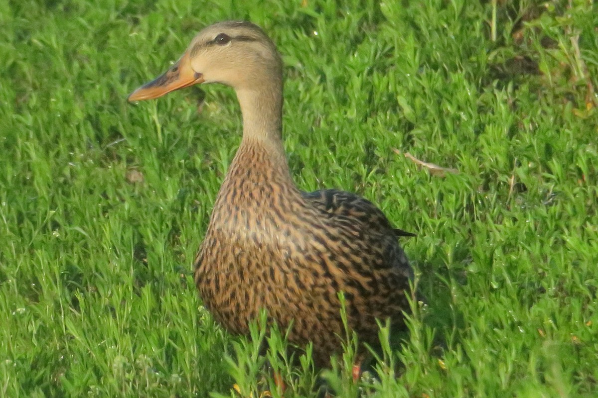 Mottled Duck - ML619132676