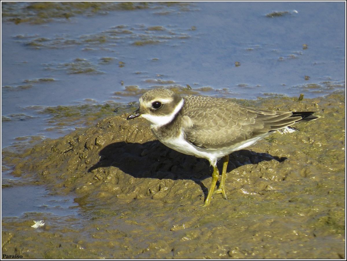 Common Ringed Plover - ML619132681