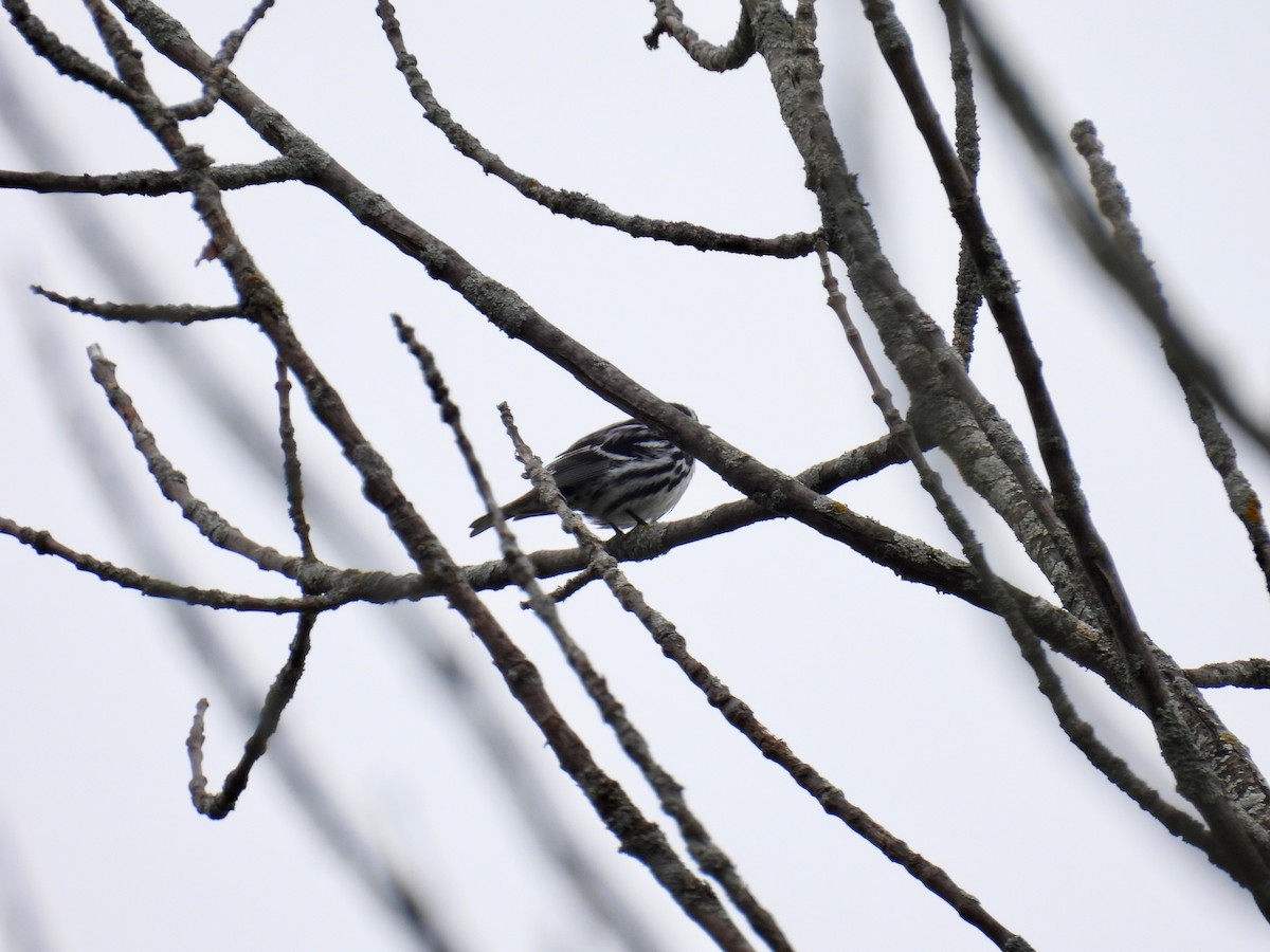 Black-and-white Warbler - ML619132695