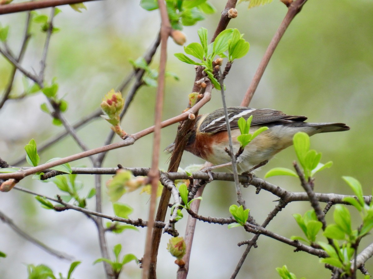 Bay-breasted Warbler - ML619132710