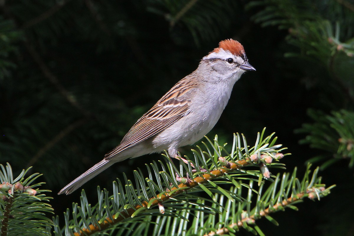 Chipping Sparrow - ML619132716