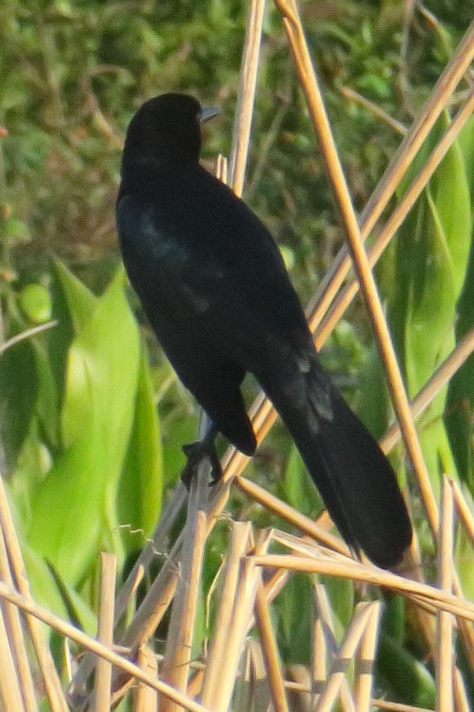 Boat-tailed Grackle - ML619132717