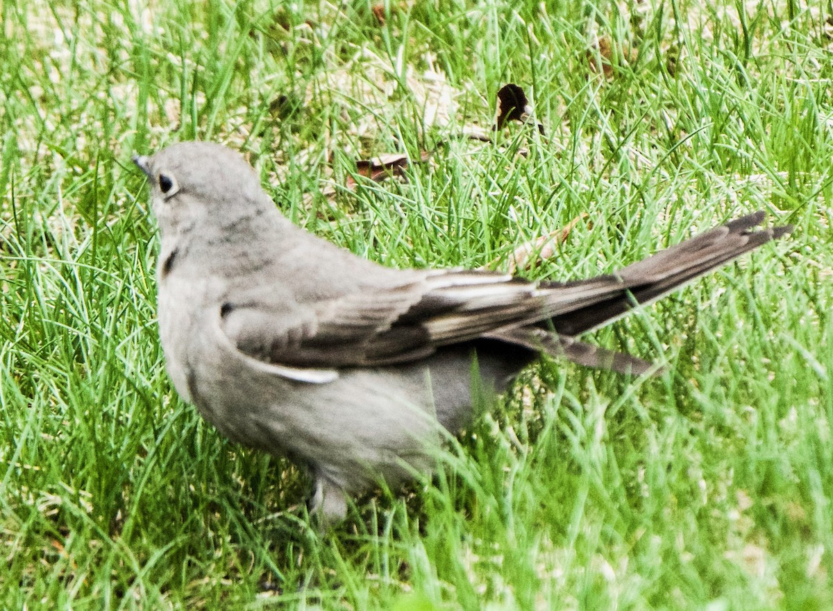 Townsend's Solitaire - ML619132720