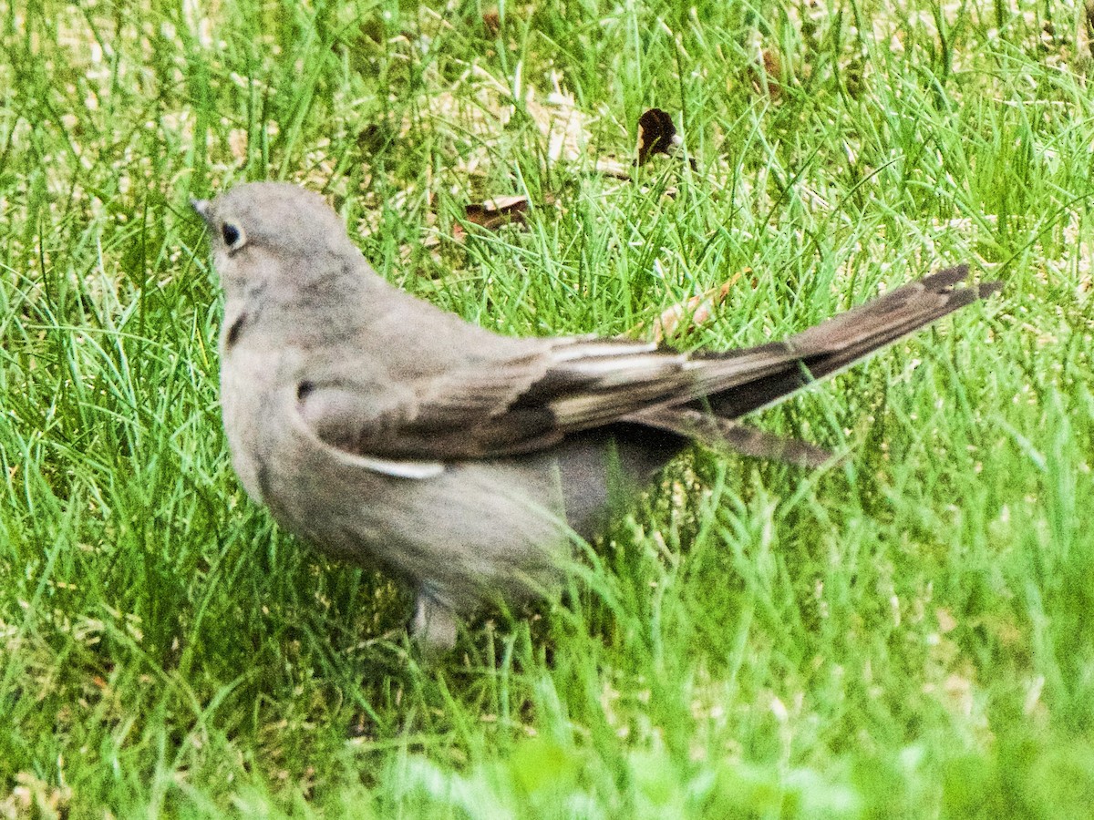 Townsend's Solitaire - ML619132723