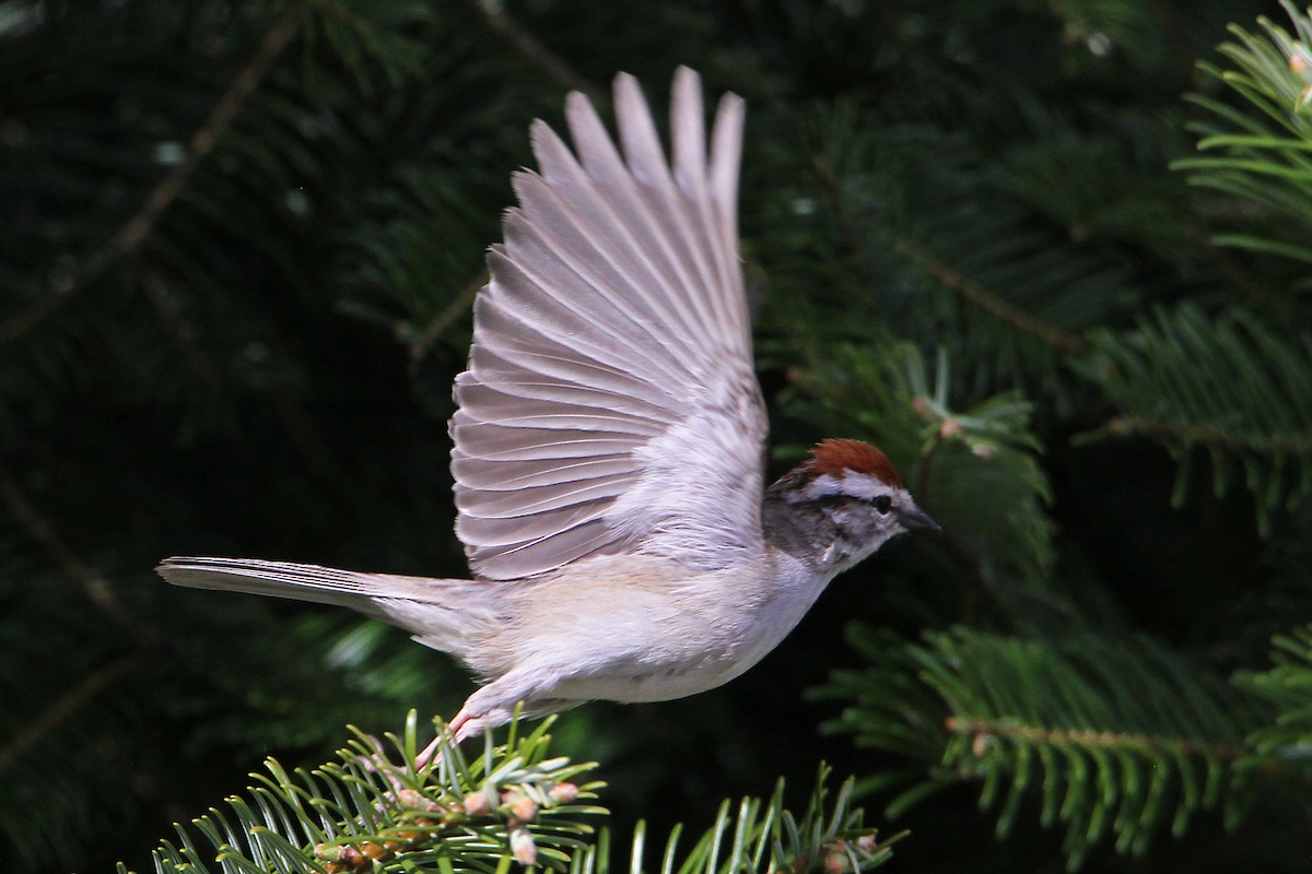 Chipping Sparrow - ML619132730