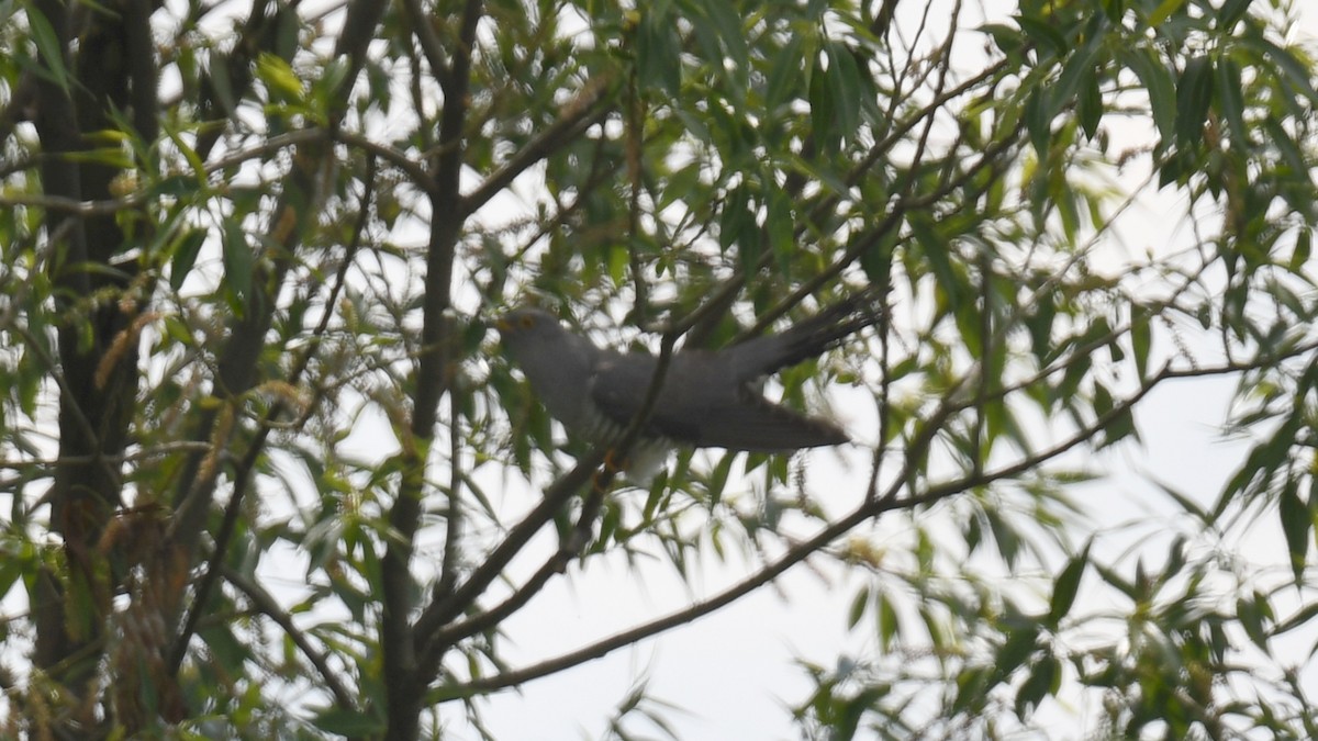 Common Cuckoo - ML619132743