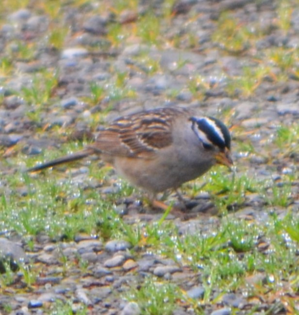 White-crowned Sparrow - ML619132758