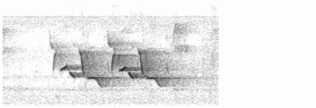Каролинский крапивник - ML619132759