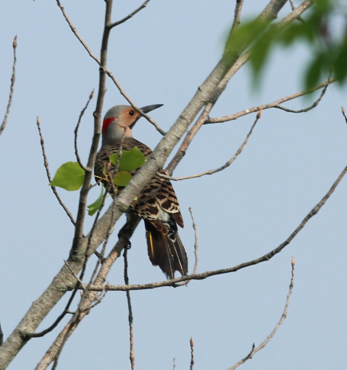eBird Checklist 16 May 2024 Johnson's Mound Forest Preserve 32