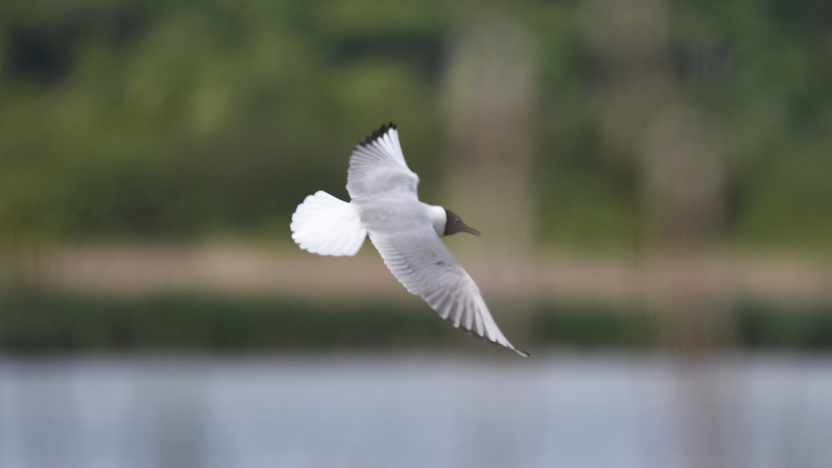 Mouette rieuse - ML619132789