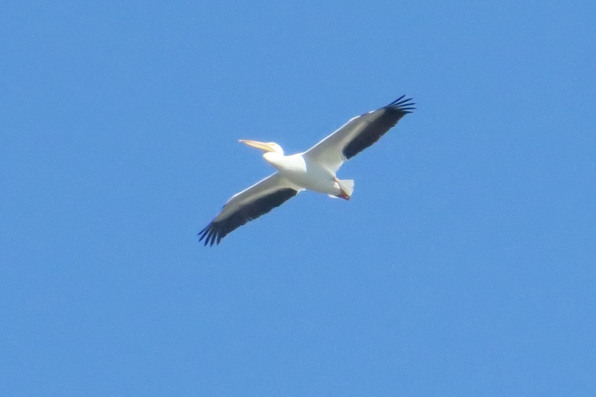 American White Pelican - ML619132799