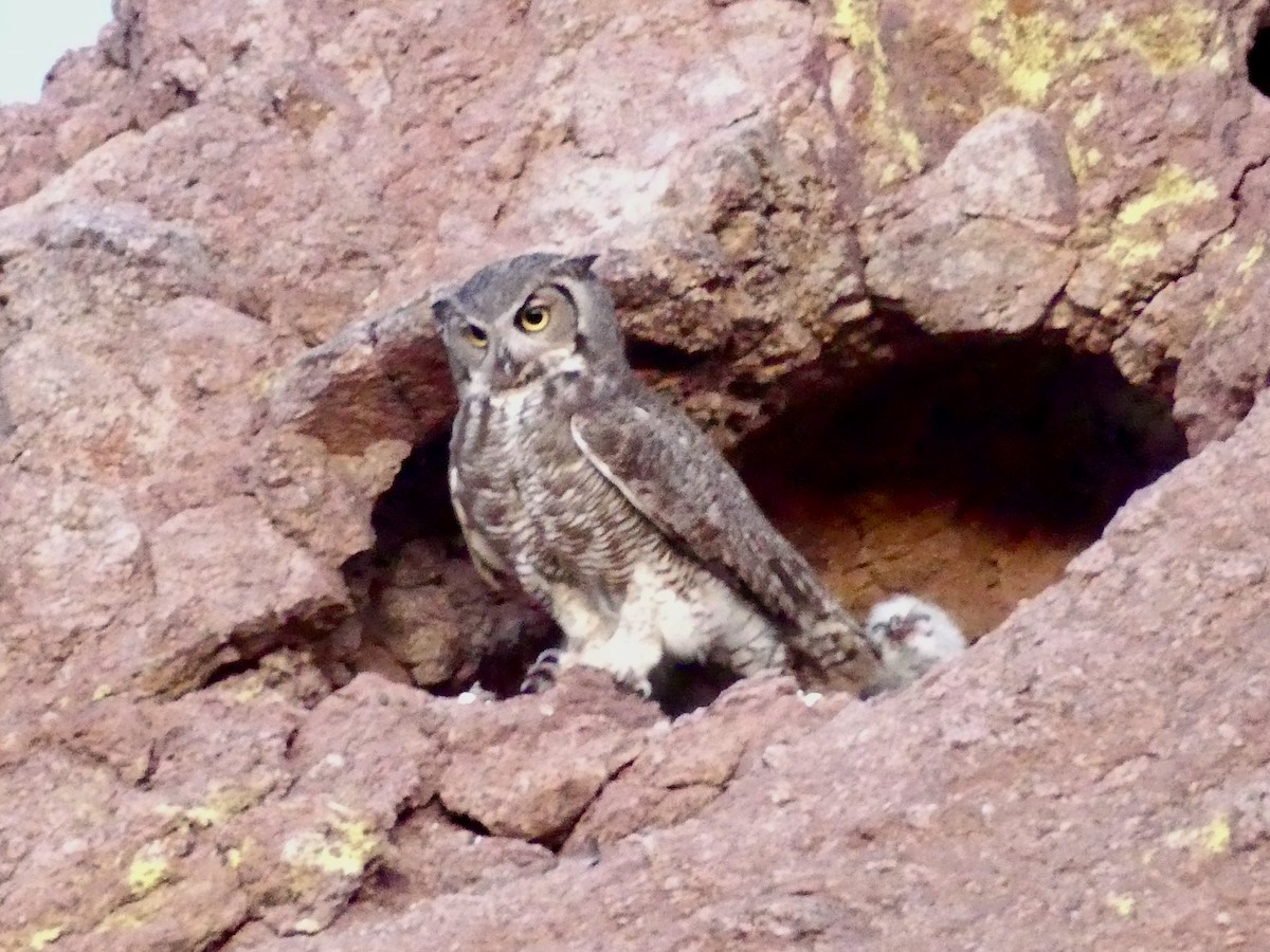 Great Horned Owl - ML619132823