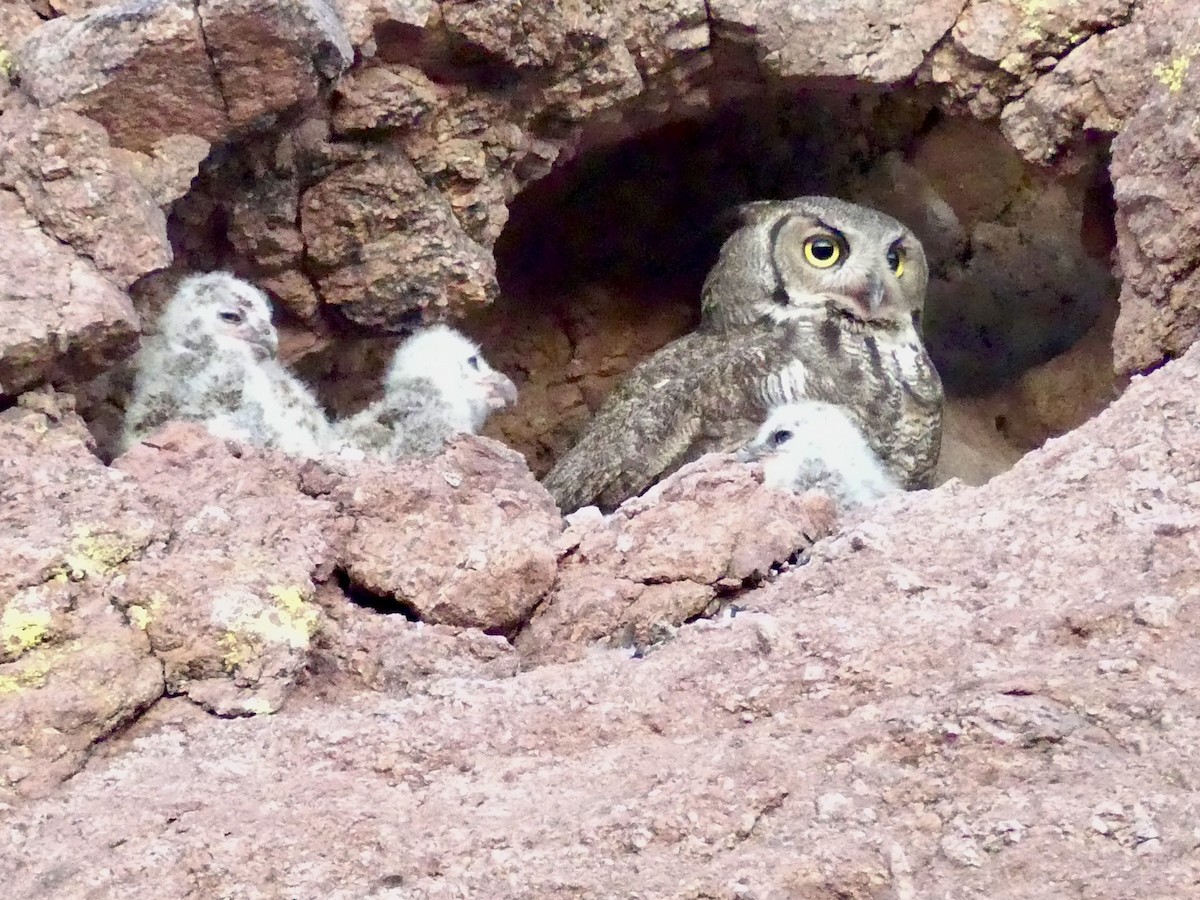 Great Horned Owl - ML619132828