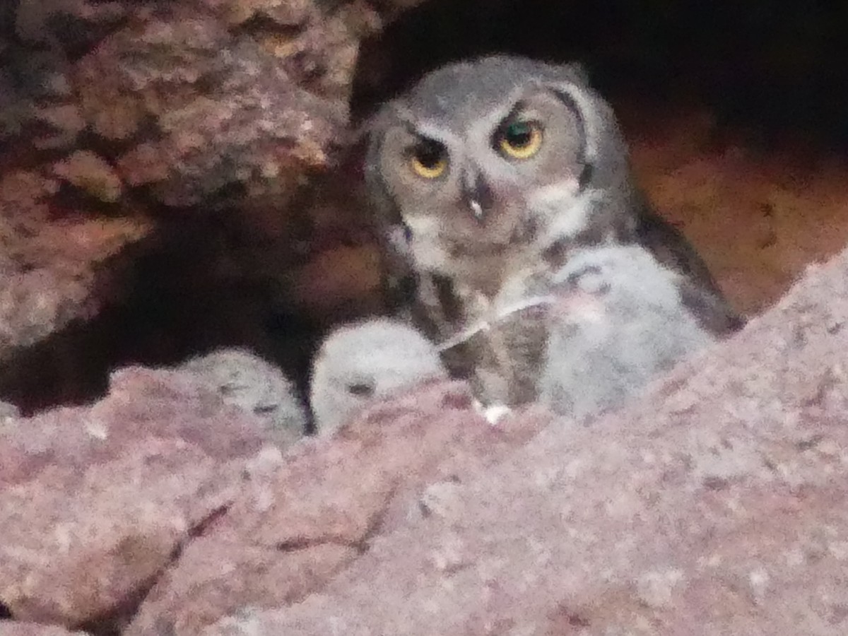 Great Horned Owl - ML619132829