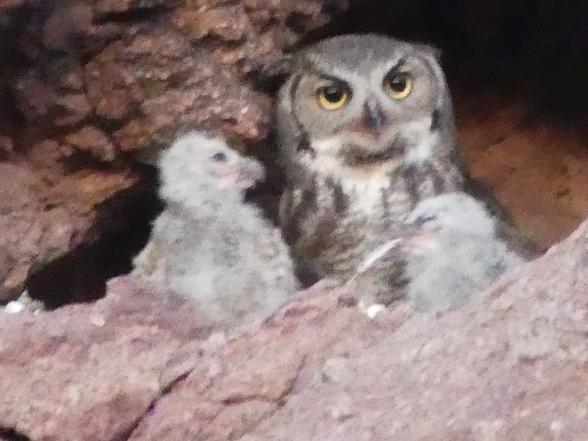 Great Horned Owl - ML619132830