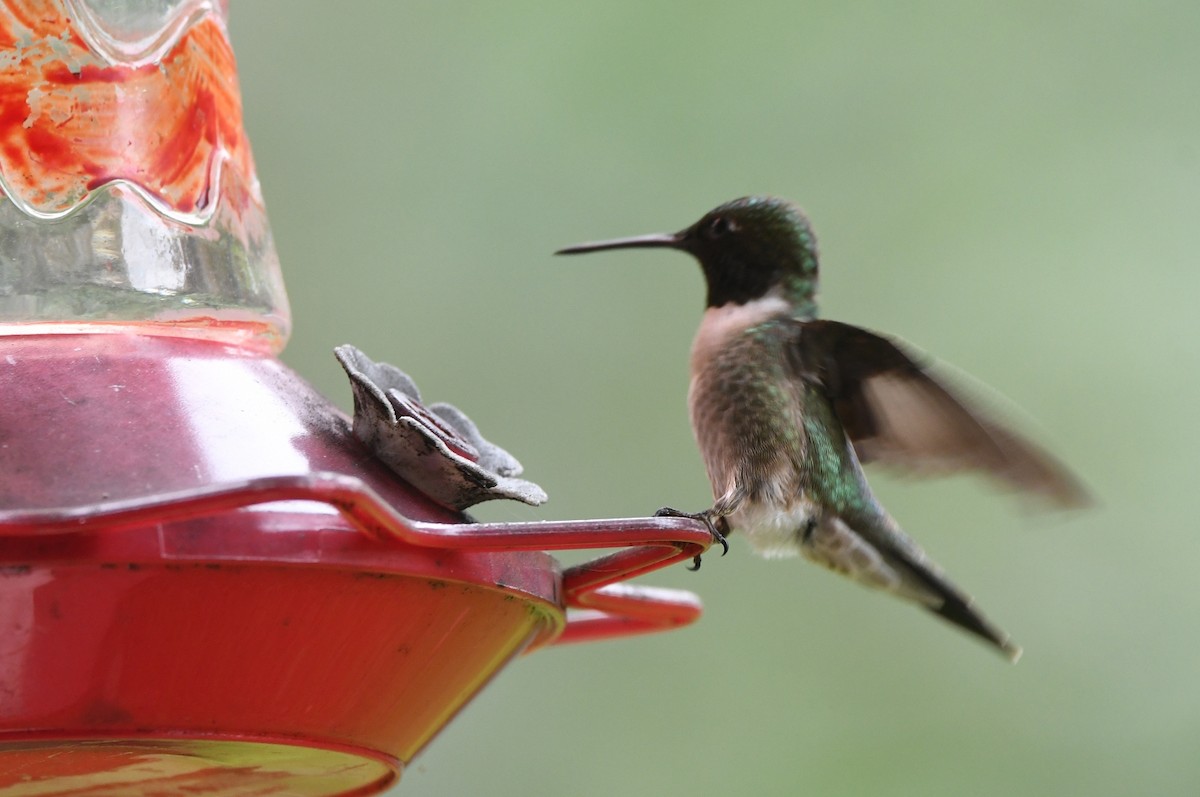 Ruby-throated Hummingbird - ML619132839