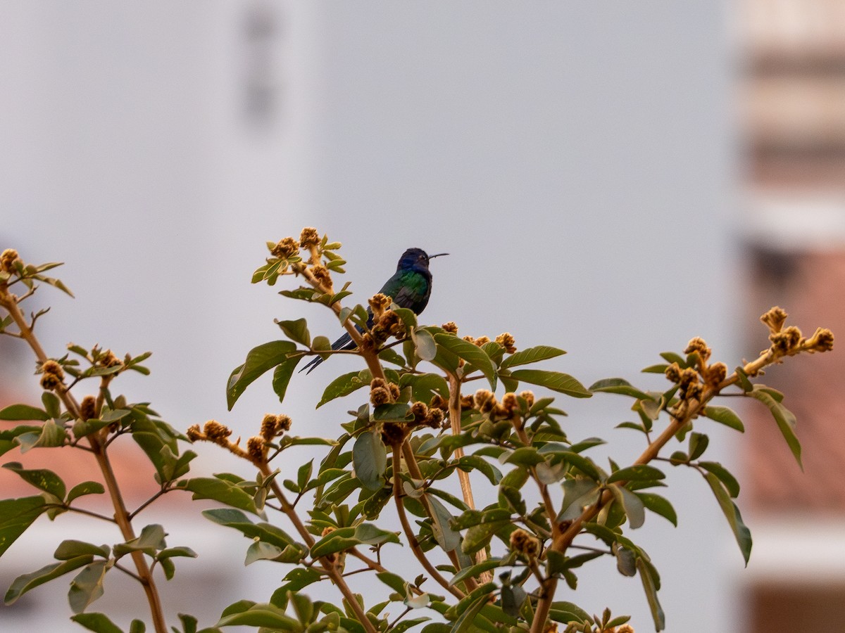 Swallow-tailed Hummingbird - ML619132861