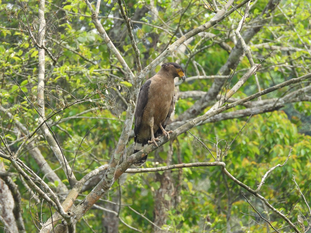 Crested Serpent-Eagle - ML619132900