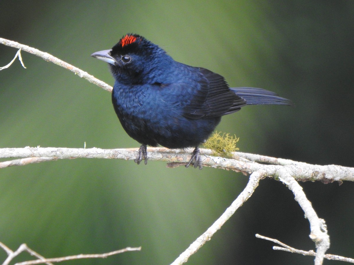Ruby-crowned Tanager - ML619132908