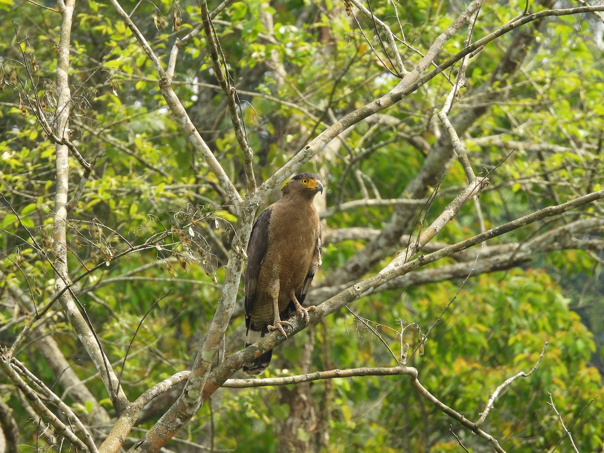 Crested Serpent-Eagle - ML619132933