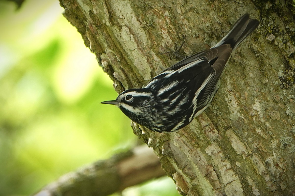 Black-and-white Warbler - ML619132936