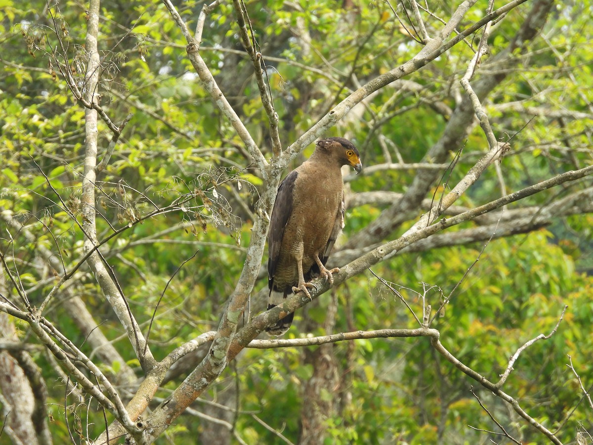 Crested Serpent-Eagle - ML619132943