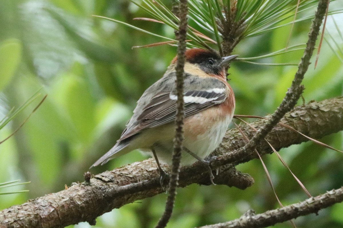 Bay-breasted Warbler - ML619132965