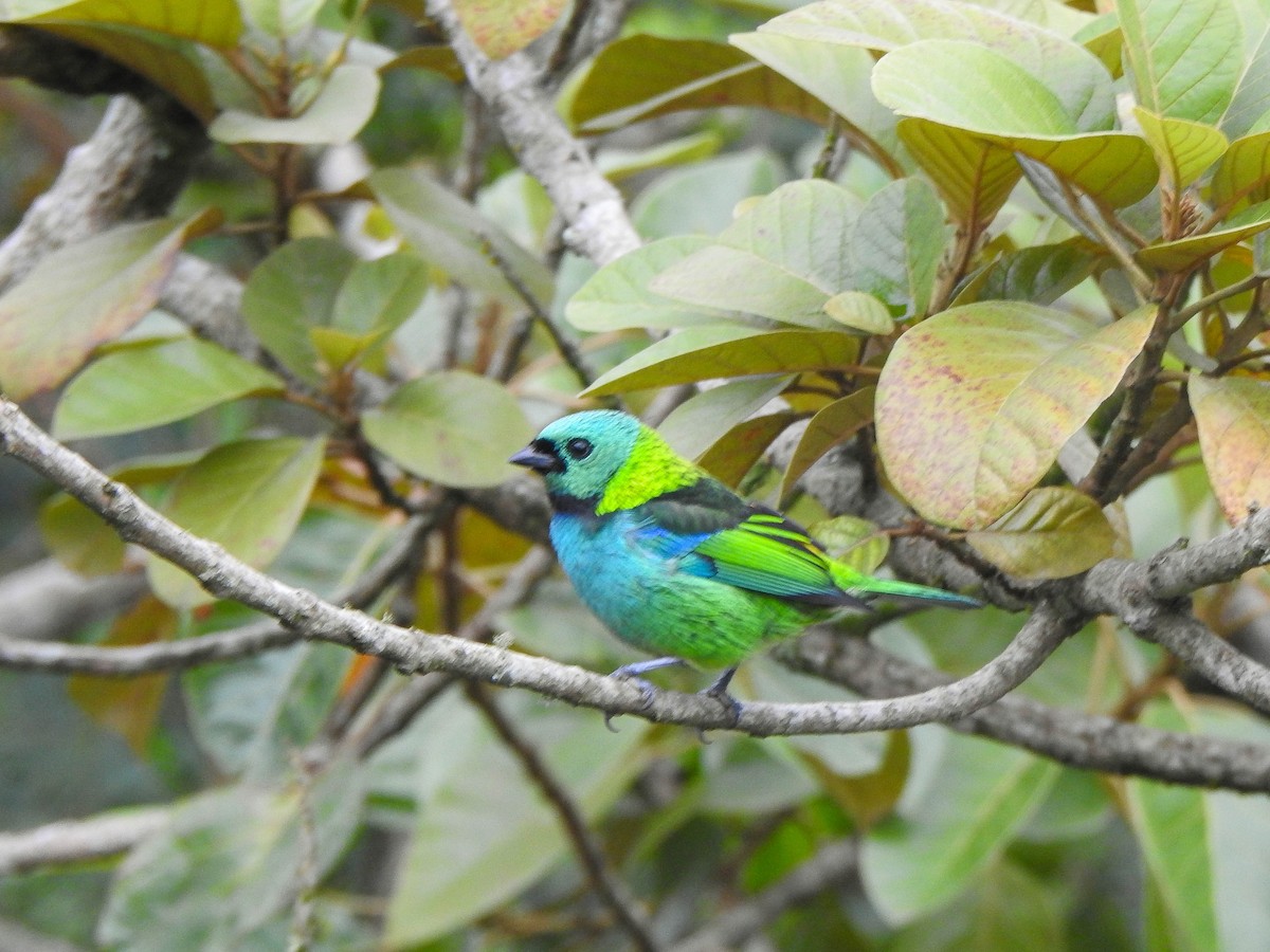 Green-headed Tanager - ML619132966