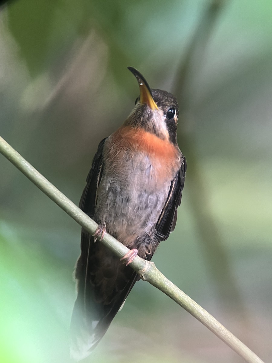 kolibřík pruhoocasý - ML619133008